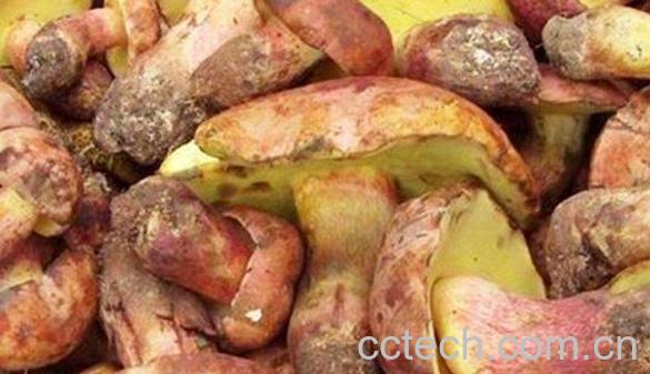 红葱菌如何识别 红葱菌怎么做好吃-1