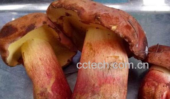 红葱菌如何识别 红葱菌怎么做好吃-0