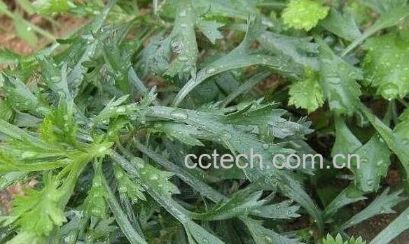 白蒿的功效与作用及食用方法-1