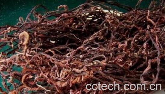 赤蕨干的功效与作用-0