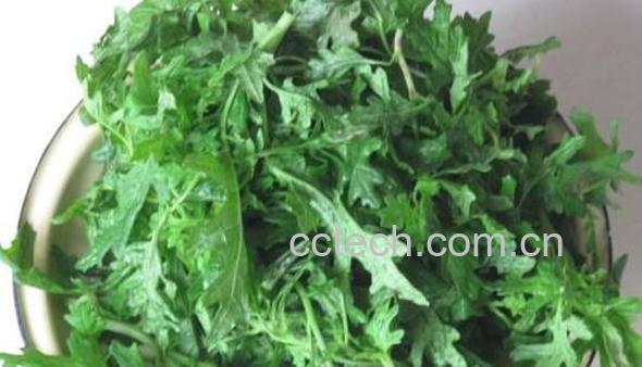 白蒿的功效与作用及食用方法-0