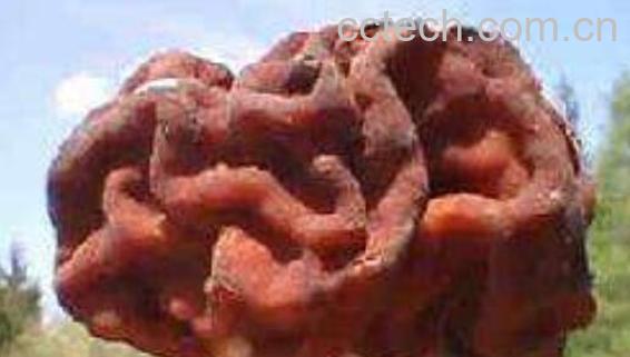 鹿花菌有毒吗 鹿花菌为什么不能吃-1