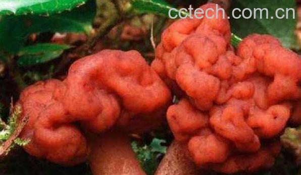 鹿花菌有毒吗 鹿花菌为什么不能吃-0