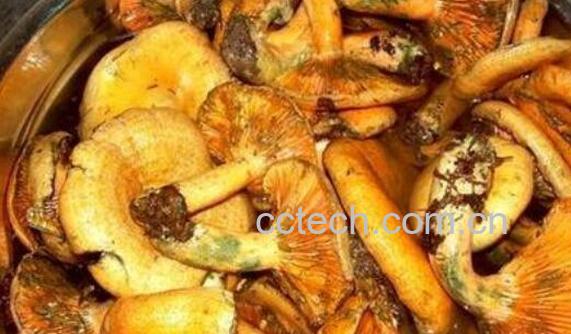 紫花菌怎么吃 紫花菌的做法教程-0