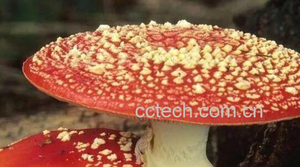 鹅膏菌有毒吗 鹅膏菌为什么不能吃-0