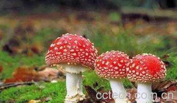 鹅膏菌有毒吗 鹅膏菌为什么不能吃-1