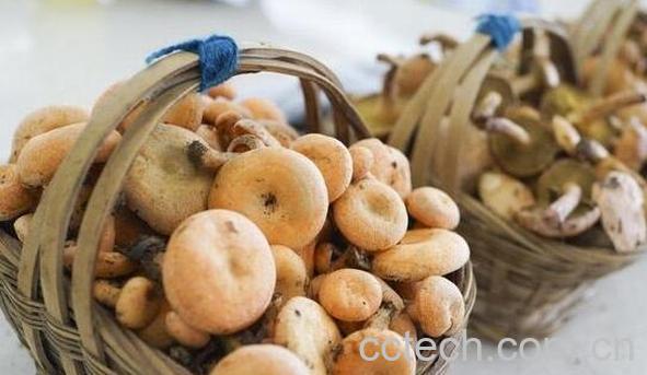 紫花菌的功效与作用-0