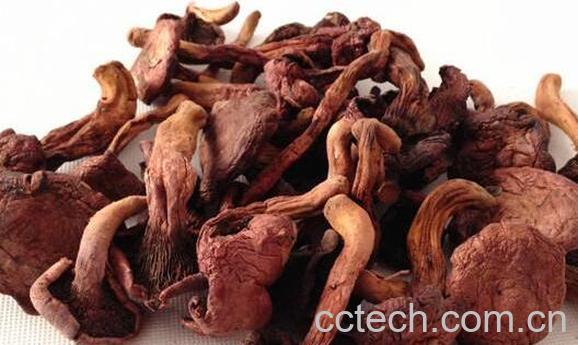 什么是肉蘑 肉蘑的食用方法-0