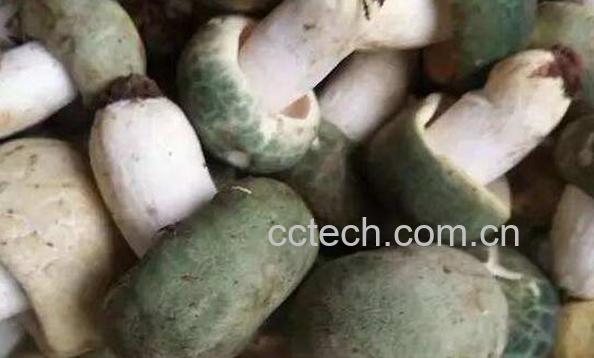 青头菌的功效与作用 青头菌怎么吃-0