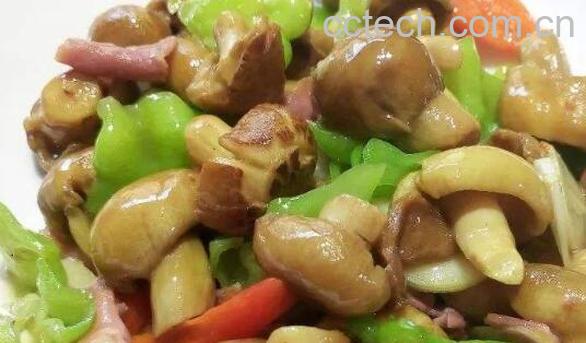 青头菌的功效与作用 青头菌怎么吃-1