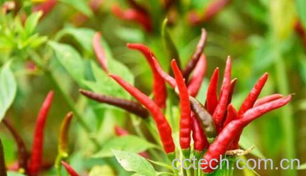 朝天椒和小米椒的区别 朝天椒的功效与作用-1