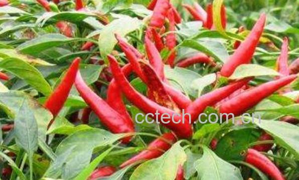 朝天椒和小米椒的区别 朝天椒的功效与作用-0