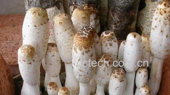 毛头鬼伞的营养价值 毛头鬼伞的食用价值-0