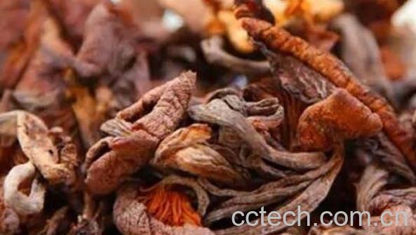 榛蘑的功效与作用 吃榛蘑的好处有哪些-1