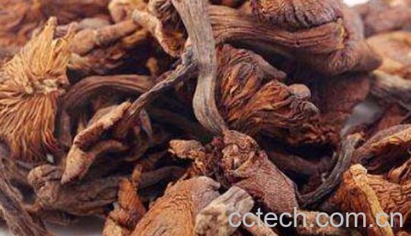 榛蘑的功效与作用 吃榛蘑的好处有哪些-0