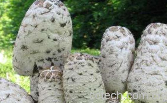 毛头鬼伞的营养价值 毛头鬼伞的食用价值-1