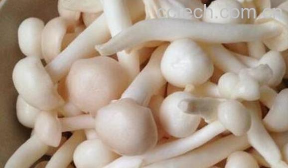白灵菇不能与什么吃 吃白灵菇的禁忌-1