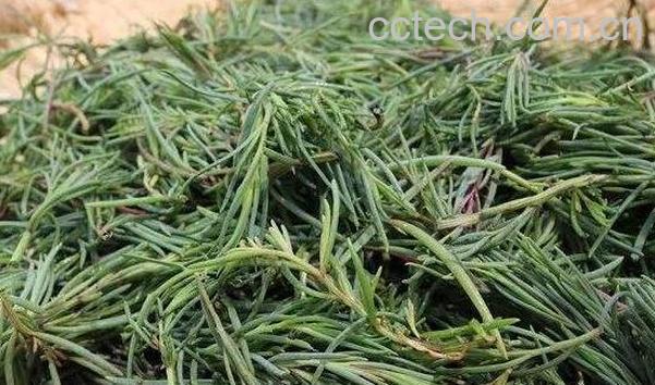 碱蓬菜的功效与作用-0