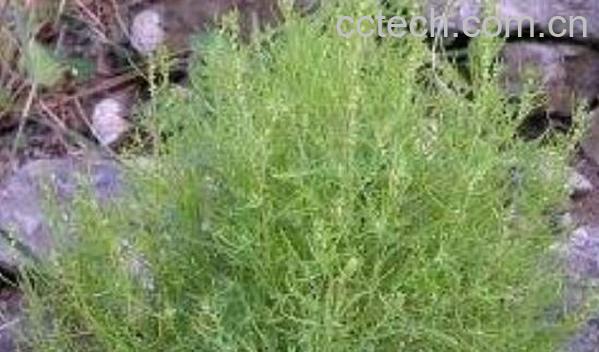 黄须菜的功效与作用及禁忌-1