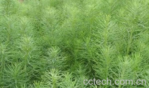 黄须菜的功效与作用及禁忌-0