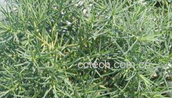 碱蓬菜的功效与作用-1