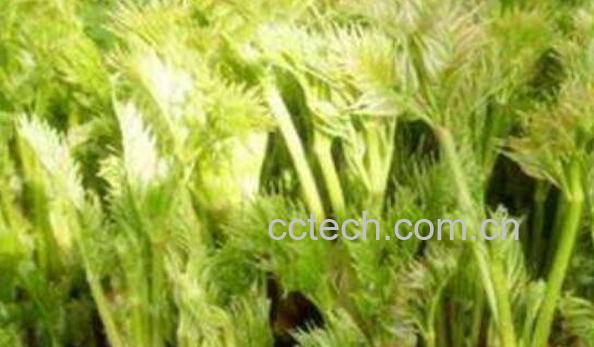 苦乐芽的作用与功效-1