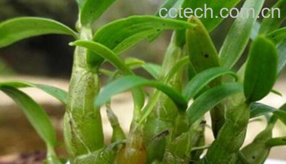 石斛兰怎么吃 石斛兰的食用方法-1