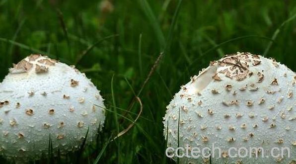 大白菇与白毒伞区别 怎么鉴别毒蘑菇-1