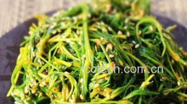 海蓬菜什么人不宜多吃 海蓬菜的禁忌-0