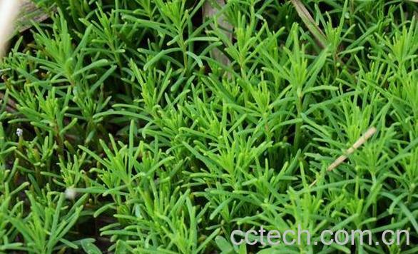 海蓬菜的营养价值 海蓬菜的药用价值-1