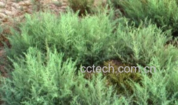 海蓬菜的营养价值 海蓬菜的药用价值-0