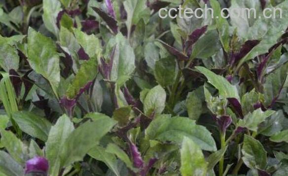 红凤菜的功效与作用 吃红凤菜的好处-0