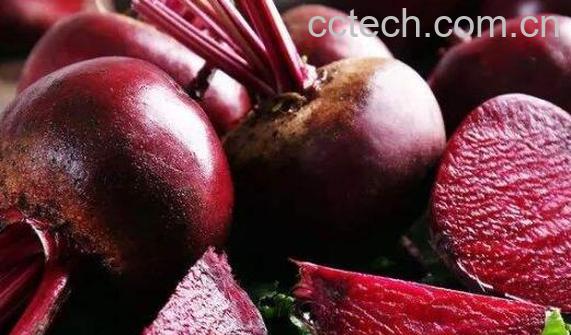 甜菜根的功效与作用 甜菜根的禁忌-0