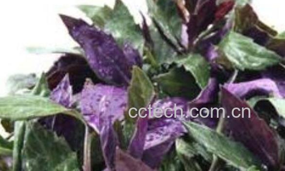 红凤菜的功效与作用 吃红凤菜的好处-1