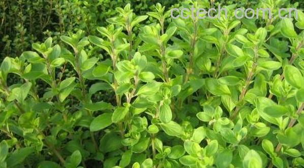 马郁兰怎么食用 马郁兰的食用方法-0