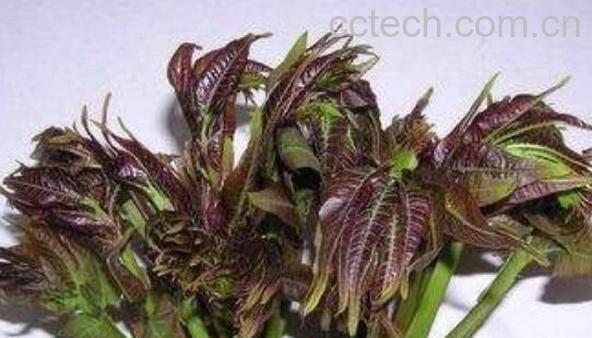 椿叶的功效与作用 椿叶是否有毒-0