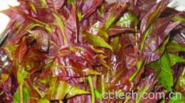 水团花的功效与作用 水团花的副作用-1