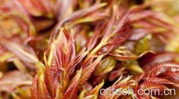 水团花的功效与作用 水团花的副作用-0