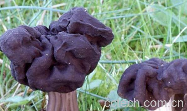 马鞍菌的作用与功效-0