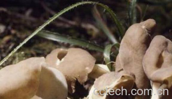 马鞍菌的作用与功效-1