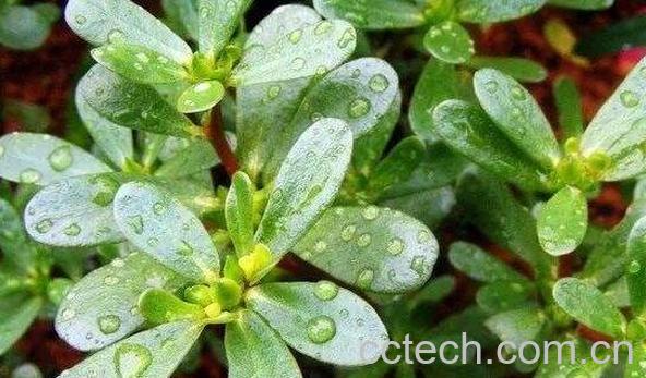 马齿菜的功效与作用有哪些-1