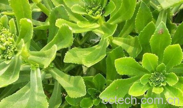 救心菜吃了有什么好处 救心菜的副作用-0