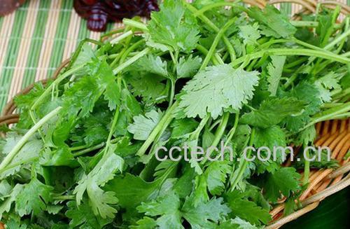 香菜-1