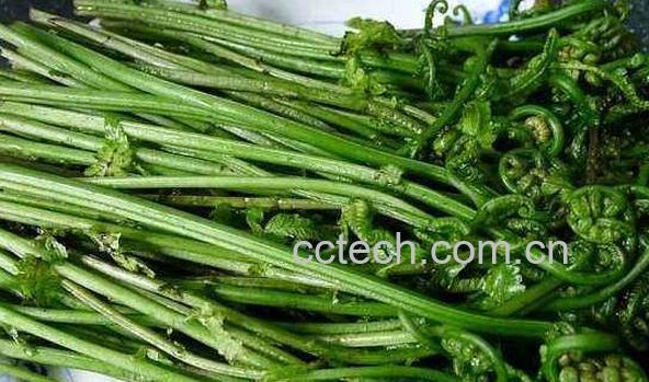 水蕨菜的营养价值 水蕨菜的危害-1