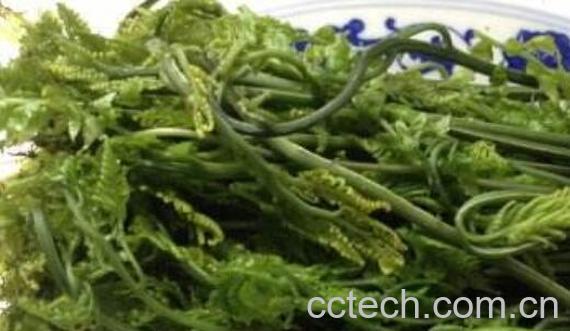 水蕨菜的营养价值 水蕨菜的危害-0