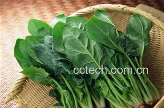 菠菜-1