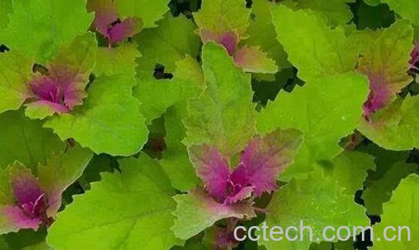 有毒灰菜与灰菜的区别 灰菜中毒怎么办-0