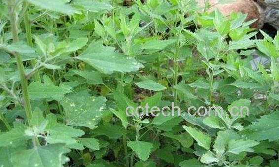 有毒灰菜与灰菜的区别 灰菜中毒怎么办-1