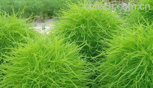 扫帚菜的功效与作用 扫帚菜的副作用-0