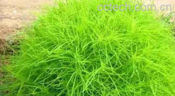 扫帚菜的功效与作用 扫帚菜的副作用-1